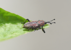 Rhodobaenus