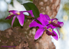 Cattleya violacea