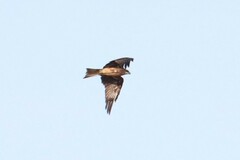 Milvus migrans lineatus