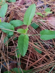 Stachys floridana