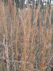 Andropogon virginicus