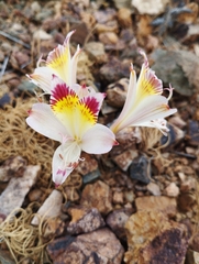 Alstroemeria diluta chrysantha