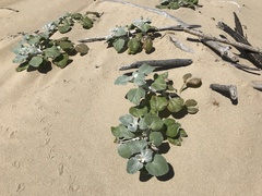 Arctotheca populifolia