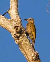 Dryobates passerinus