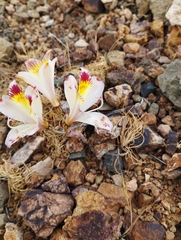 Alstroemeria diluta chrysantha