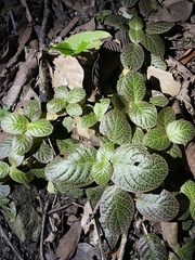 Fittonia albivenis