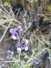 Psoralea hirta