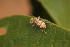 Parapantomorus fluctuosus