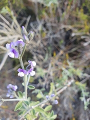 Psoralea hirta