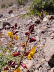 Erythrostemon angulatus