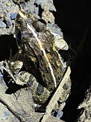 Fejervarya limnocharis