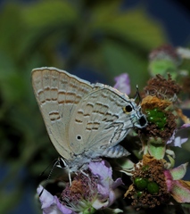 Deudorix livia