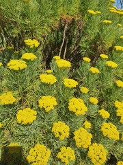Hymenolepis crithmifolia