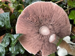 Agaricus sylvicola
