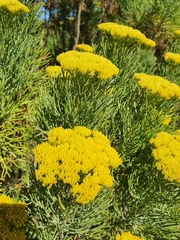 Hymenolepis crithmifolia