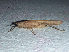 Agraeciini