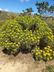 Hymenolepis crithmifolia