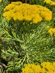 Hymenolepis crithmifolia