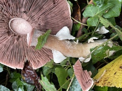 Agaricus sylvicola