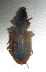 Cymindoidea