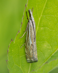 Crambus lathoniellus