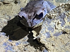 Leptobrachium
