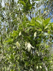 Clematis cirrhosa
