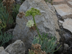 Crithmum maritimum