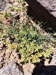 Spergularia floribunda