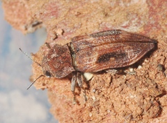 Nascio vetusta