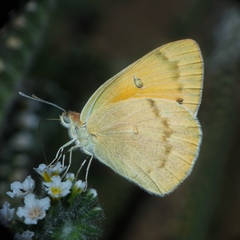 Colotis fausta