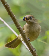 Andropadus importunus