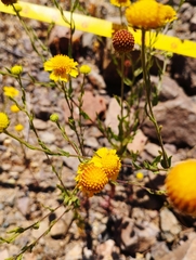 Helenium atacamense