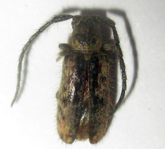 Sophronica
