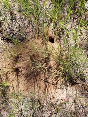 Peromyscus polionotus