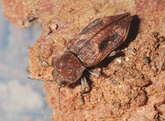 Nascio vetusta