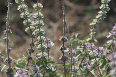 Ocimum americanum
