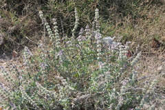 Ocimum americanum