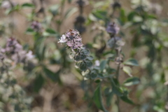 Ocimum americanum