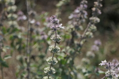 Ocimum americanum