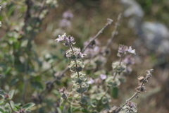 Ocimum americanum