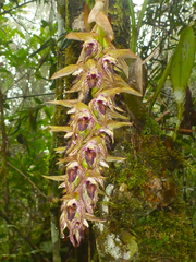 Bulbophyllum occlusum image