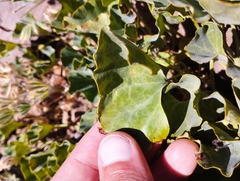Aristolochia pearcei