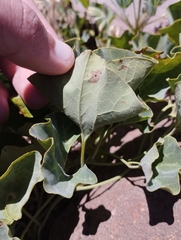 Aristolochia pearcei