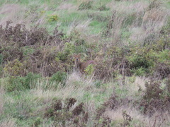 Hydropotes inermis inermis