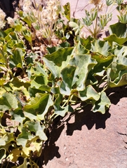 Aristolochia pearcei