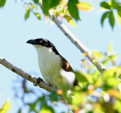 Centropus superciliosus burchellii