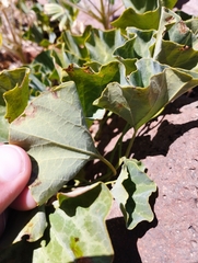 Aristolochia pearcei