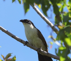 Centropus superciliosus burchellii