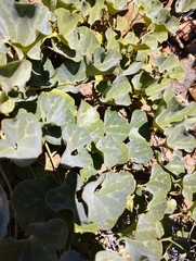Aristolochia pearcei
